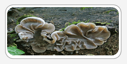 Auricularia