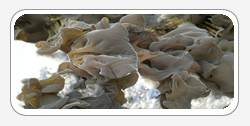Auricularia