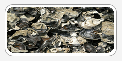 Auricularia