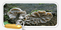Auricularia